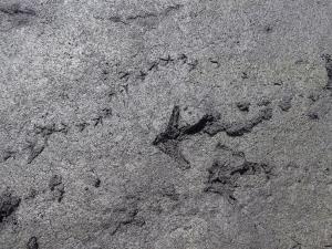 crane prints